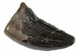 Serrated, Theropod (Raptor) Tooth - Judith River Formation #263830-1